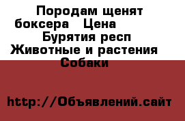 Породам щенят боксера › Цена ­ 5 000 - Бурятия респ. Животные и растения » Собаки   